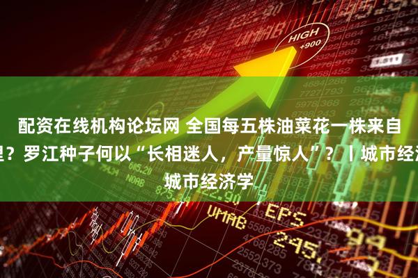 配资在线机构论坛网 全国每五株油菜花一株来自这里?罗江种子何以“长相迷人,产量惊人”?丨城市经济学